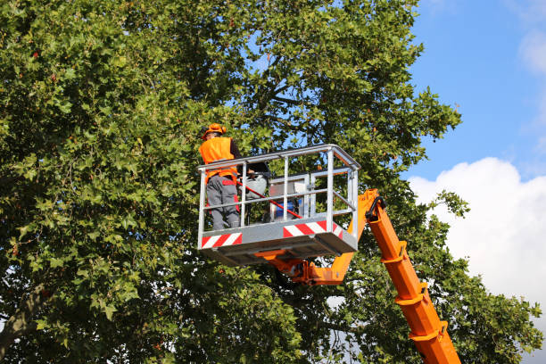 How Our Tree Care Process Works  in  Scotts Hill, TN